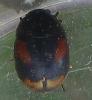 Sphaeridium sp.